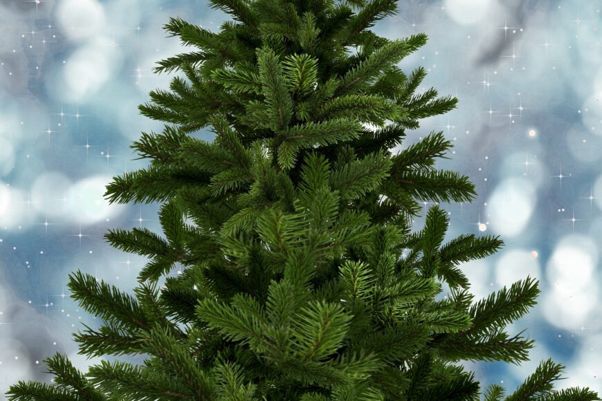 Get your Christmas Tree from us!