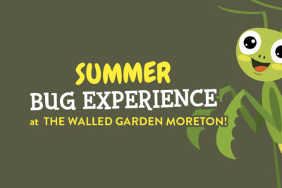 Summer Bug Experience – Meet our bugs!