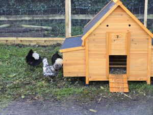 three chickens next to their coop