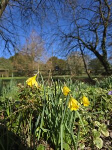 daffodils in the sunshine