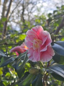 a pink camellia