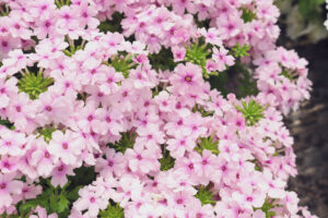 pink flowers