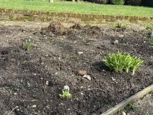 plants are shown starting to grow through soil