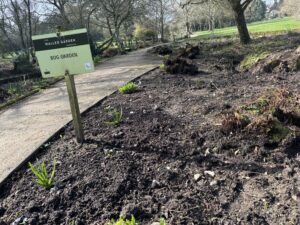 the bog garden soil with plants starting to appear