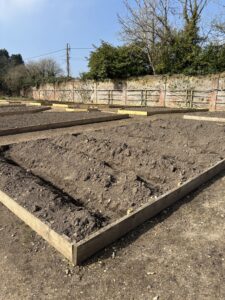 trenches are shown dug into a vegetable bed