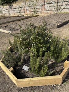 herbs are showing growing in a plant bed