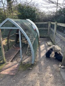 a newly painted rabbit hutch