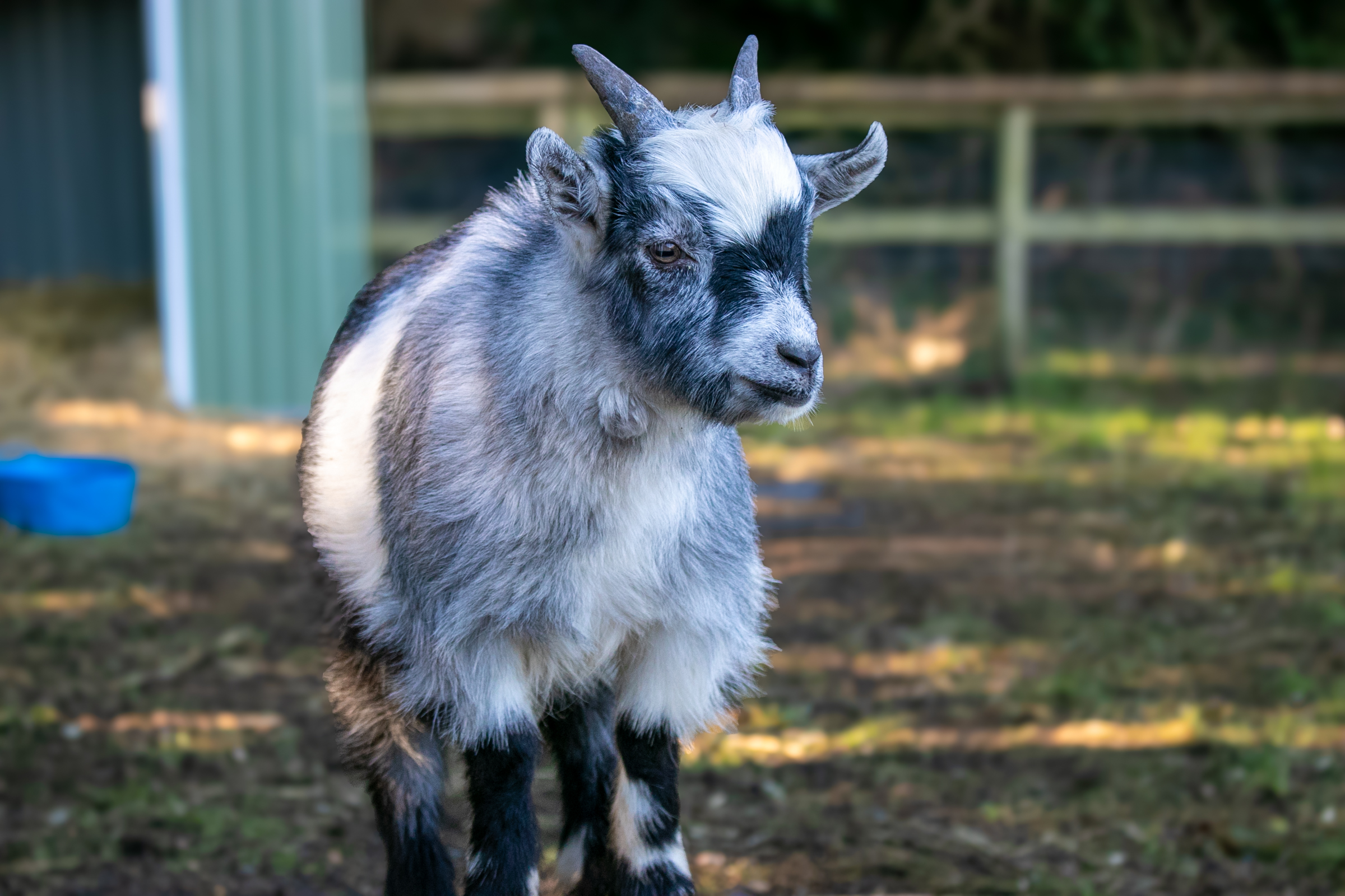 a grey and white pygmy goat is shown