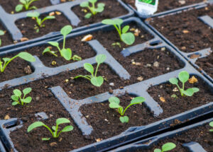 small plant plugs in a tray