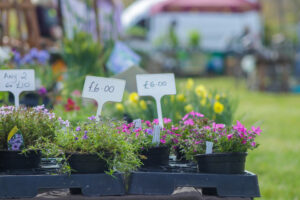 plants are shown for sale