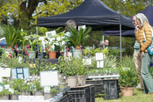 lots of plants for sale