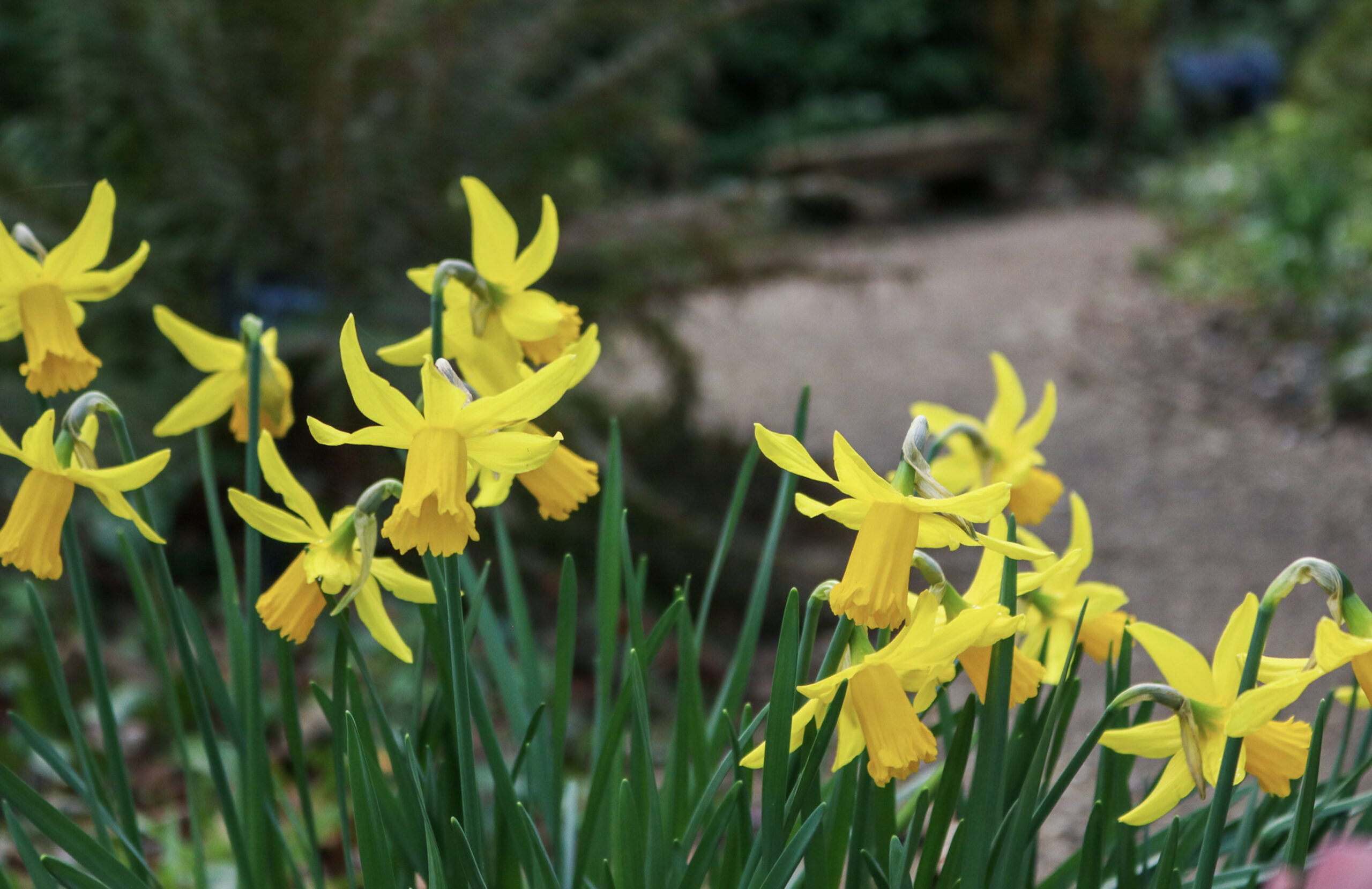 daffodils