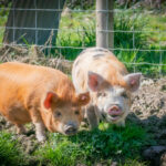 two kunekune pigs