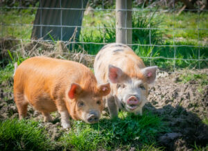 two kunekune pigs