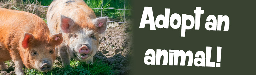 adopt an animal