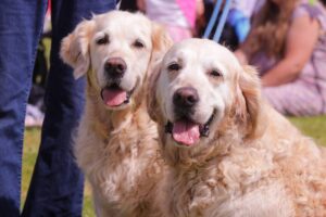 two dog are shown looking at the camera