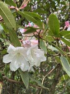 a close up of a white rhododendron flower