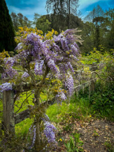 wisteria growing on a fence