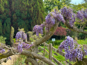 wistera adorns a garden fence 