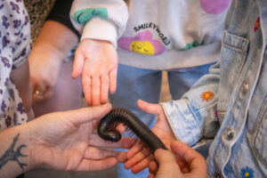 children's hands are handling a millipede