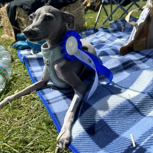 dog show winner 2 dog show winner 2