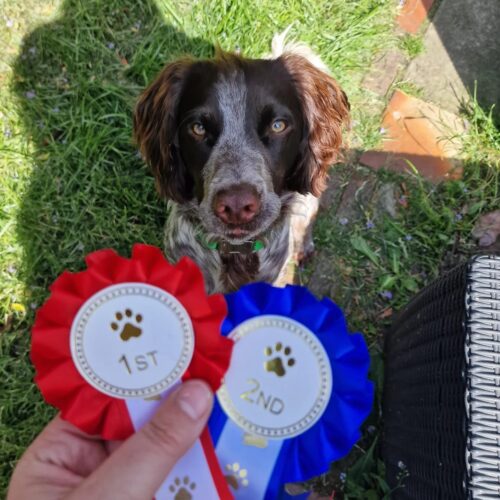 dog show winner dog show winner