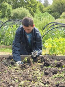 a student is shown kneeling down doing some weeding in a veg bed