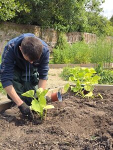 a student is shown kneeling down planting a pumpkin plant in a veg bed