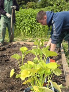 a student is shown kneeling down planting a pumpkin plant in a veg bed