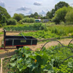 a sprawling garden of vegetable planters and small garden trailer are shown