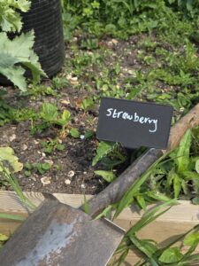 a small plant sign is shown in the soil, it has the word 'strawberry' written in white pen