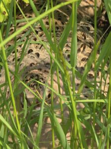 a pheasant is seen peeking through long grass