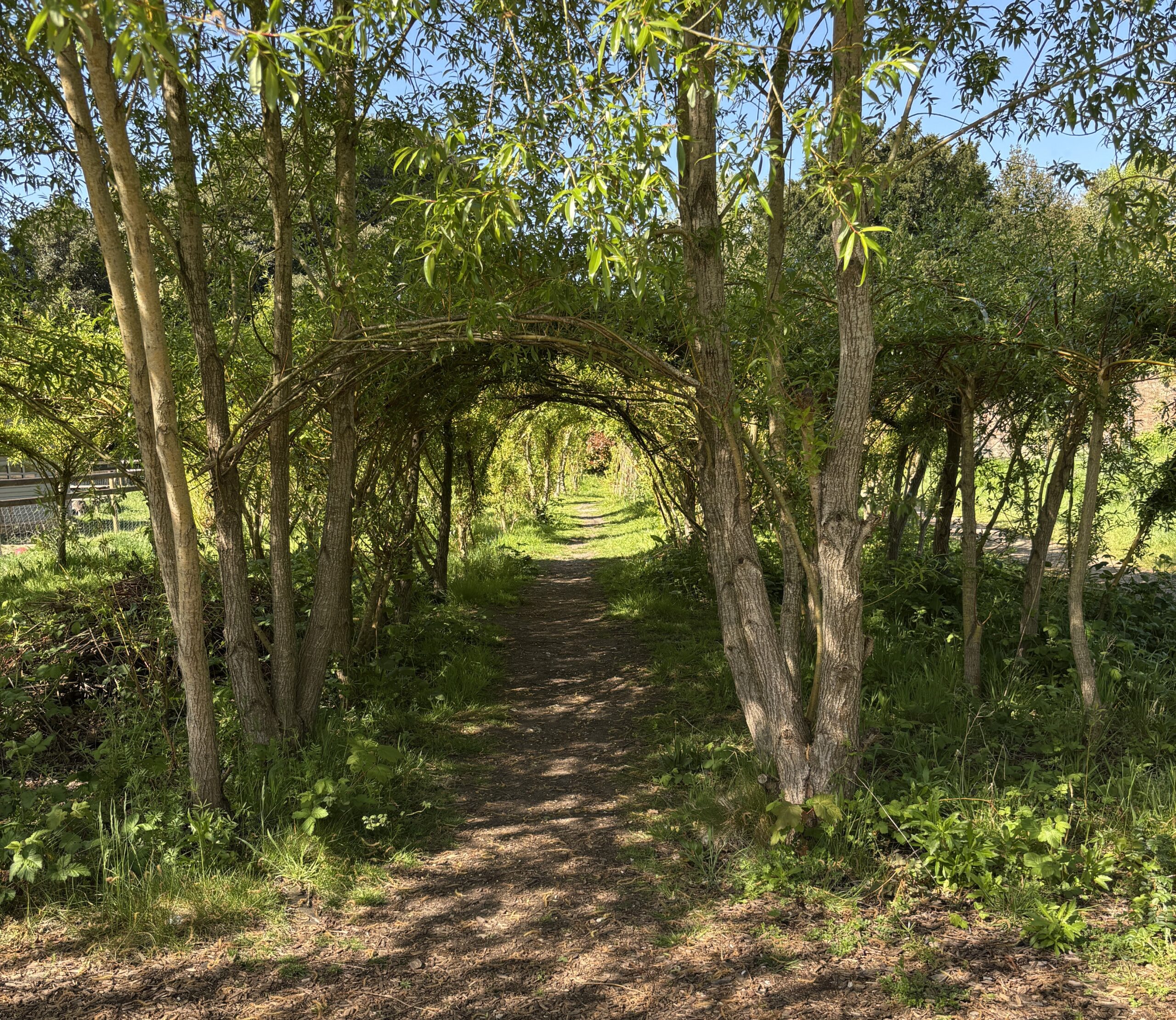an archway of willow trees are shown with light peeking through