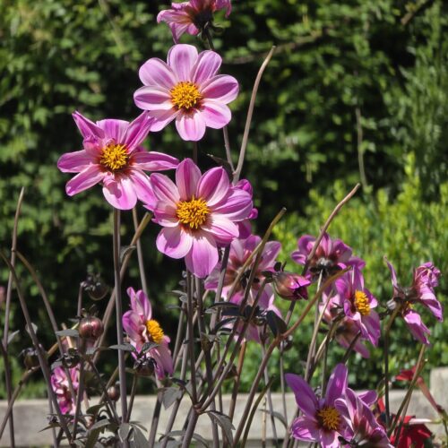 med garden dahlias 2025 a close up of pink dahlias