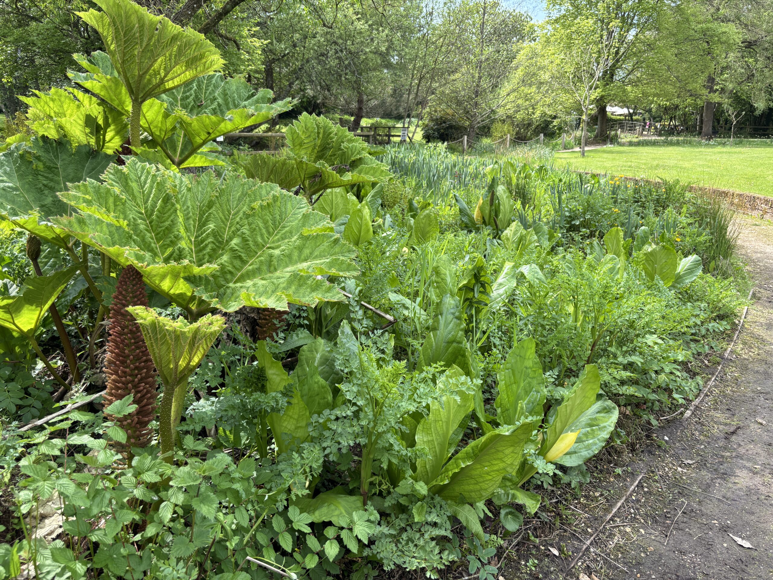 large gunnera plants and a mix of foliage